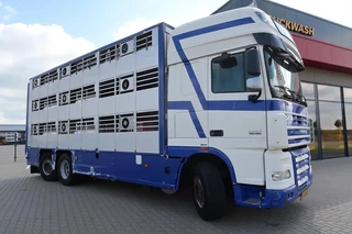 DAF XF 105 2012 - XF 105-460 - 2012 - 2-3 floors, Pigs transport zdjecie 4