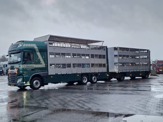 DAF XF 440 2015 - SuperSpaceCab 6x2*4 - Cuppers 1-2-3 deck Livestock + Cuppers 3 deck trailer 2009 obrazek 54